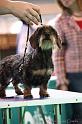 Crufts2011_2 1017